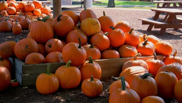 Orange Pumpkin harvest of various pumpkins shapes and sizes on the farm store counter. Wide shot