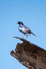 Glossy Starling on the branch