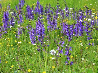 Salvia pratensis   wiesensalbei