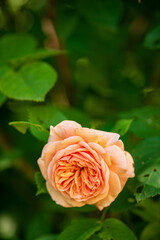 nice rose in the garden