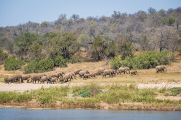 Fototapeta na wymiar Herd of elephants at riverside