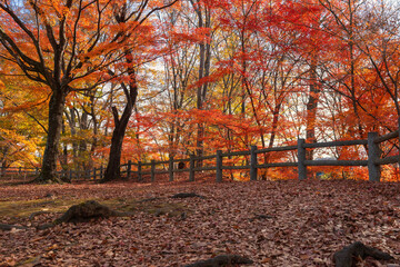 紅葉と落ち葉の絨毯