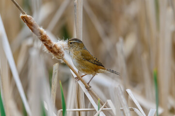 Marsh Wren Gathers Cattail Seed for Nest at Maumee Bay State Park Nature Trail near Oregon, Ohio.
