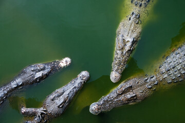 Head and body of several crocodiles The Crocodile pokes its head into the river.  Wildlife and...