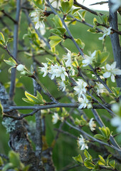 White cherry blossoms in front of a hill with green grass on a spring day in Potzbach, Germany.