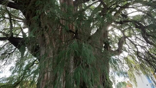 Tule tree, the largest tree in Mexico, Montezuma Cypress, 2000 years old, located in Oaxaca. footage 4k.