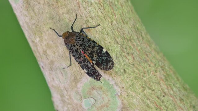 Seen on a diagonal branch while moving its wings, Penthicodes variegate Lantern Bug, Thailand