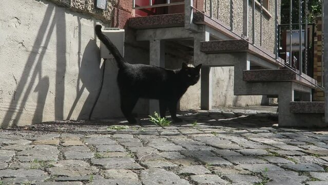 black Cat walking on the streets of Colditz, Germany