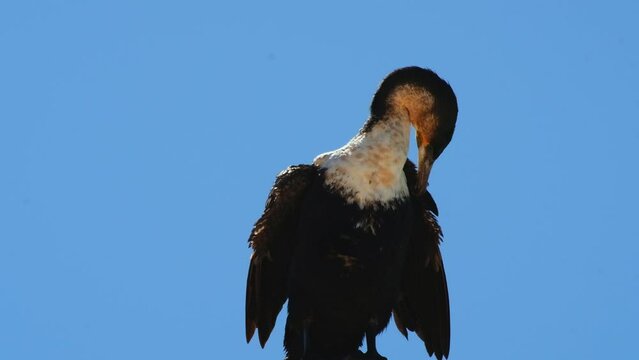 Upwards view of perched White-Breasted Cormorant grooming itself after swim