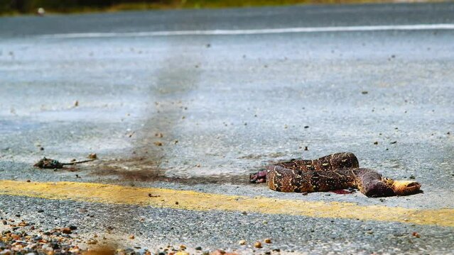 Flies swarming gory snake and mouse roadkill next to yellow line on asphalt