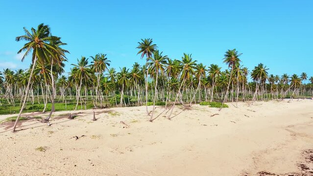 Hawaiian beach paradise island with vibrant nature in the blue ocean. Coconut palms against a background of blue sky and a beautiful beach. View from the sea to a beautiful tropical coast.