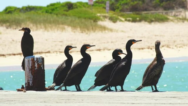 Cape Cormorants sunning themselves on jetty, side view