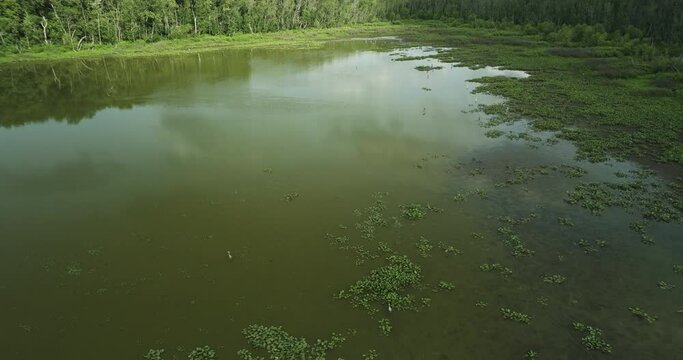 Green Vegetated Surface Of A Tranquil Water In Spile Lake, Vernon County, Missouri, USA. Aerial Shot