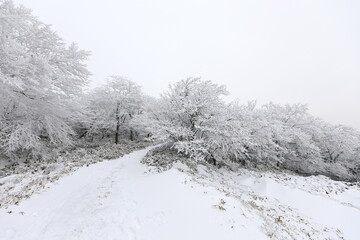 대한민국 제주도의 유명한 관광 명소인 1100고지 습지의 겨울 풍경이다.