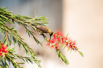 Brown-throat-ed sun bird sucking honey from flower