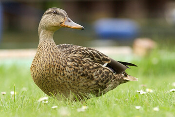 Mallard duck