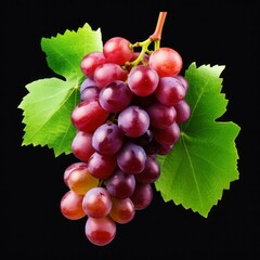 fresh grape cluster with leaves