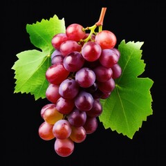 Fototapeta premium fresh grape cluster with leaves