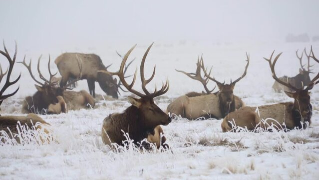 Winter herd of bull elk chewing cud on frosty ground on Hazy day