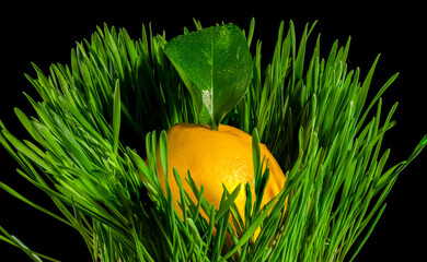 Composition with lemon in green grass on a black background