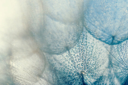 Fototapeta Dmuchawiec w zimowej tonacji w kroplach wody
