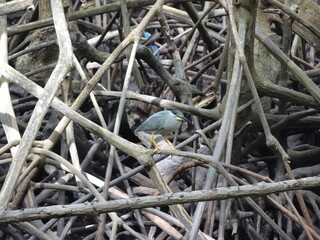 トゥンプロントーン　タイ・ラヨーンにあるマングローブ畑　ทุ่งโปรงทอง　Thung Prong Thong (Golden Meadow)