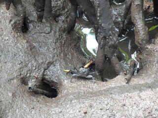 トゥンプロントーン　タイ・ラヨーンにあるマングローブ畑に住まう小さなカニ　ทุ่งโปรงทอง　Thung Prong Thong (Golden Meadow)