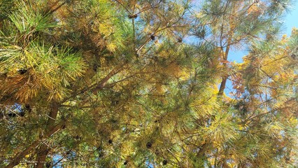 松の木の紅葉／소나무의 단풍／Autumn leaves of pine tree