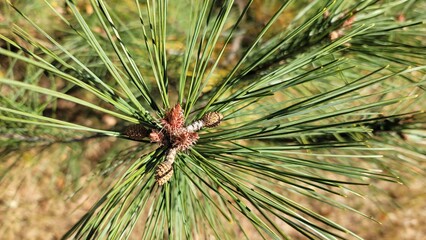 松の木・松の実・松ぼっくり／Pine tree, pine nuts, pine cones／소나무 · 소나무...