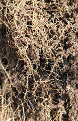 木の根・細い根っこ／나무의 뿌리 · 얇은 뿌리／tree roots・thin roots