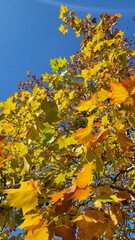 日本の美しい紅葉／Beautiful autumn leaves in Japan／일본의 아름다운 단풍