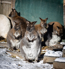 Gruppe von Wallaby (Notamacropus) sitzen im Schnee