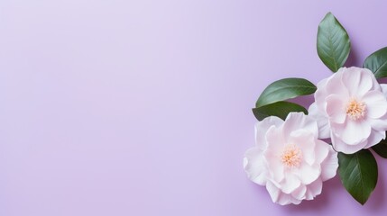 Fototapeta na wymiar Camellia flowers on a Pastel Purple background. Beautiful spring flowers. Copy space. Happy Women's Day, Mother's Day, Valentine's Day, Easter. Card.