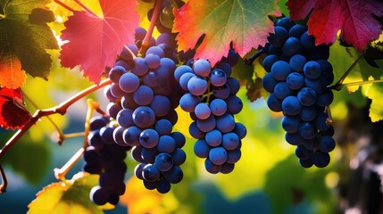 ry vineyard wine drink grapes on vine illustration grape alcohol, glass food, red background ry vineyard wine drink grapes on vine - obrazy, fototapety, plakaty