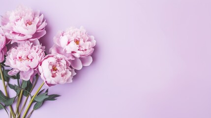 Fototapeta na wymiar Bouquet of Peony flowers on a Pastel Purple background. Beautiful spring flowers. Copy space. Happy Women's Day, Mother's Day, Valentine's Day, Easter. Card.