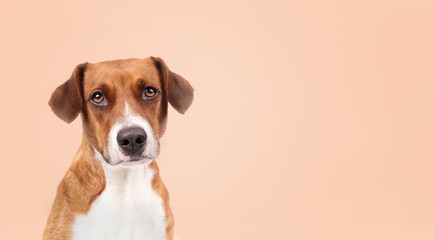 Dog on colored background looking at camera. Front view. Headshot of cute puppy dog with longing, waiting or confident face expression. Female Harrier mix, 2 years old. Selective focus.