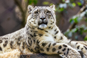 Snow leopard close up, animal protection concept