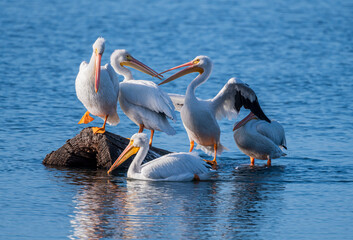 American White Pelicans gathering around a log 