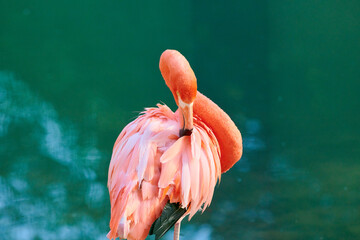 The Caribbean flamingo (Phoenicopterus ruber) is a species of bird from the flamingidae family.  Caribbean flamingo in artificial habitat.  © Yerbolat
