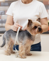 A veterinarian-nutritionist measures Yorkshire terrier with a measuring tape