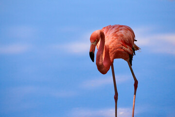 The Caribbean flamingo (Phoenicopterus ruber) is a species of bird from the flamingidae family. 
Caribbean flamingo in artificial habitat.
