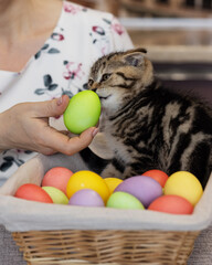 Scottish fold tabby striped kitten sniffs Easter egg, wicker basket with colorful painted eggs for Easter in the foreground