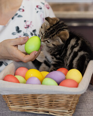 Scottish fold tabby striped kitten sniffs Easter egg