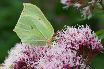 Closeup on a yellow male Brimstone butterfly, Gonepteryx rhamni sipping nectar from a pink Eupatorium cannabinum flower