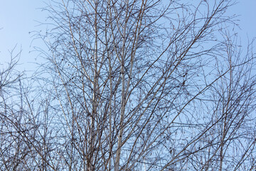 Bare tree branches at sunset in winter