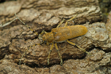 Closeup shot of a large, lightbrown Poplar Longhorned Beetle, Saperda Carcharias sitting on wood