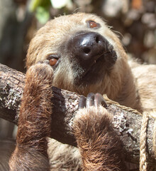 Portrait of a sloth in the zoo