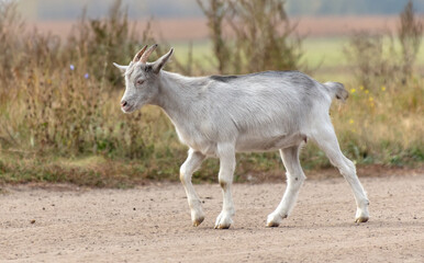 Naklejka na ściany i meble A goat walks along a dirt road to a pasture