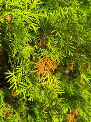 Green thuja branches in nature as a background