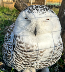 Portrait of an owl in the zoo